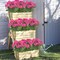 2 Bundles Artificial Red Geranium Flowers – UV-Resistant Silk Faux Plants for Outdoor & Indoor Garden, Porch, Window Box, Home, Wedding, and Patio Décor (Rose Red)